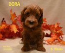 Small Photo #6 Australian Labradoodle Puppy For Sale in ANDOVER, MN, USA