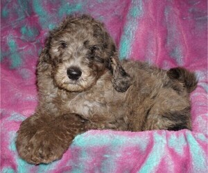 Labradoodle Puppy for sale in LA HABRA, CA, USA