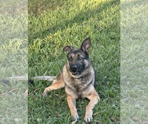German Shepherd Dog Dogs for adoption in Plantation, FL, USA
