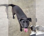 Small #3 Mutt