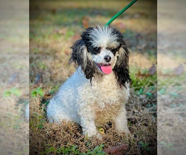 Medium Photo #3 Poodle (Toy) Puppy For Sale in Pacolet, SC, USA