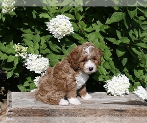 Cavapoo Puppy for sale in MILLERSBURG, OH, USA
