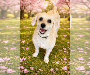 Cock-A-Poo-Poodle (Miniature) Mix Dogs for adoption in Phoenix, AZ, USA