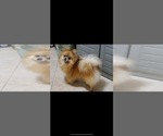 Small Photo #1 Pomsky Puppy For Sale in BRANFORD, CT, USA
