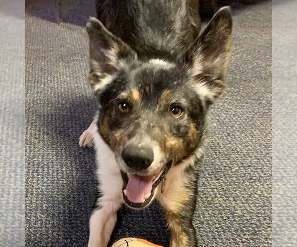 Medium Photo #13 Border Collie-Unknown Mix Puppy For Sale in Canton, CT, USA
