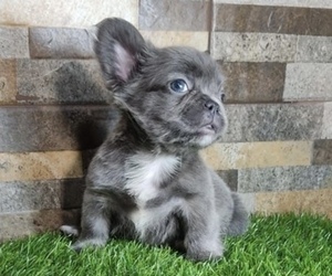 French Bulldog Puppy for sale in LOUISVILLE, KY, USA