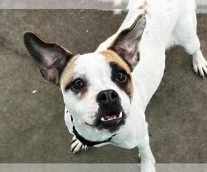 Mutt Dogs for adoption in Martinez, CA, USA