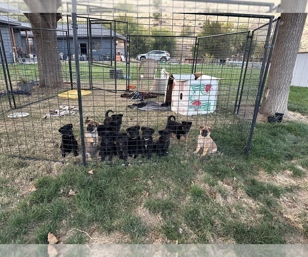 Medium Photo #6 Shollie Puppy For Sale in YAKIMA, WA, USA