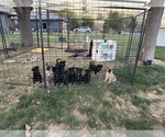 Small Photo #6 Shollie Puppy For Sale in YAKIMA, WA, USA