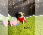 Small Photo #10 Pug Puppy For Sale in ARLINGTON, TX, USA