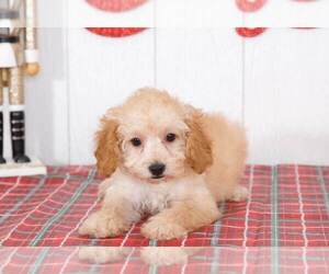 Poodle (Miniature) Puppy for sale in BEL AIR, MD, USA