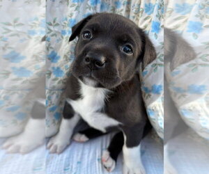 American Staffordshire Terrier-Unknown Mix Dogs for adoption in Holly Springs, NC, USA