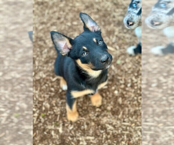 Medium Photo #3 Australian Kelpie Puppy For Sale in CAMAS, WA, USA