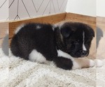 Small #5 Akita