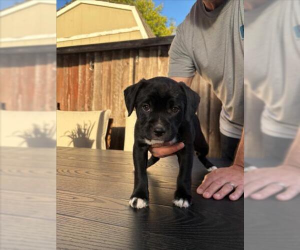 Medium Photo #1 Mutt Puppy For Sale in Santa Cruz, CA, USA