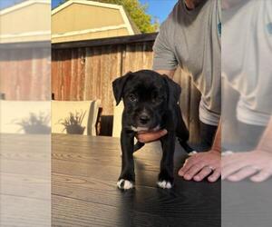 Mutt Dogs for adoption in Santa Cruz, CA, USA