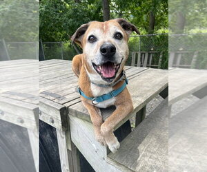 Harper - Female Labrador Retriever-Unknown Mix Dog for Adoption - Photo #9