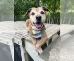 Small #8 Labrador Retriever Mix