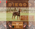 Small #8 Doberman Pinscher