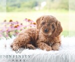 Image preview for Ad Listing. Nickname: Baxter