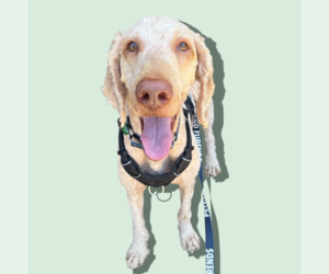 Labradoodle Dogs for adoption in Rockville, MD, USA