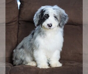 Poodle (Miniature)-Sheepadoodle Mix Puppy for sale in FREDERICKSBG, OH, USA