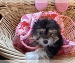 Small Photo #8 Havanese Puppy For Sale in HARRISONBURG, VA, USA