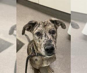 Medium Catahoula Leopard Dog Mix