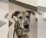 Small Catahoula Leopard Dog Mix