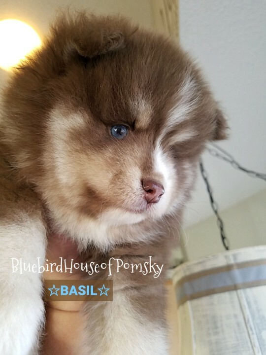 Medium Photo #25 Pomsky Puppy For Sale in ANDOVER, MN, USA