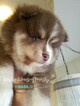 Small Photo #25 Pomsky Puppy For Sale in ANDOVER, MN, USA