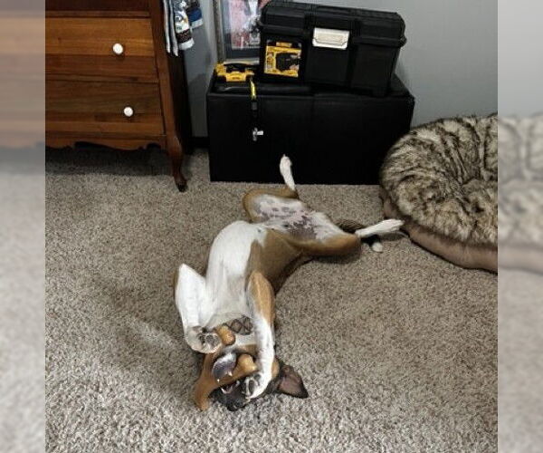 Medium Photo #19 American Pit Bull Terrier-Unknown Mix Puppy For Sale in Fargo, ND, USA