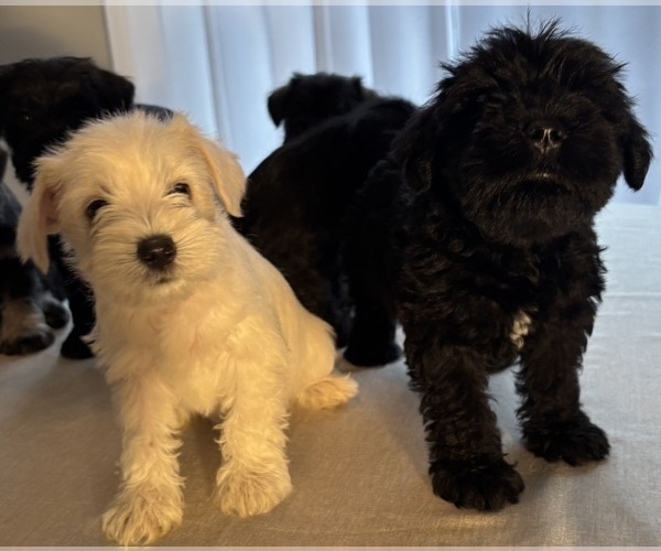 Medium Photo #8 Schnauzer (Miniature) Puppy For Sale in MURFREESBORO, TN, USA