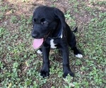 Small #6 Lab-Pointer