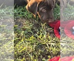 Small #9 Labrador Retriever