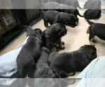 Small Photo #16 Rottweiler Puppy For Sale in ROSEBURG, OR, USA