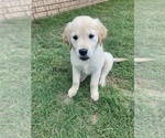 Puppy Rosie Golden Retriever