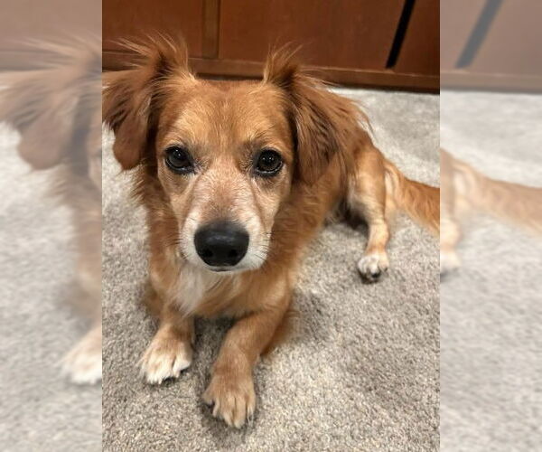 Medium Photo #1 Cocker Spaniel-Dachshund Mix Puppy For Sale in San Diego, CA, USA