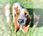 Small #3 Basset Hound