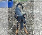 Small #2 Doberman Pinscher-German Shepherd Dog Mix