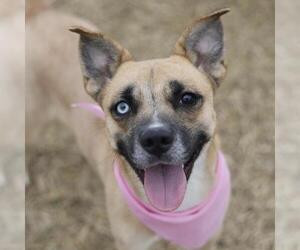 Mutt Dogs for adoption in San Antonio, TX, USA