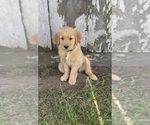 Puppy Purple Collar Golden Retriever