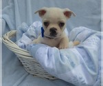 Small Photo #4 Boston Terrier Puppy For Sale in MINERAL WELLS, WV, USA