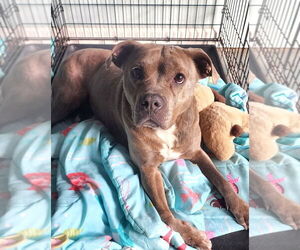 Mutt Dogs for adoption in Boston, MA, USA