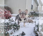 Small Photo #1 French Bulldog Puppy For Sale in CARVER, OR, USA