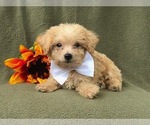 Small Photo #8 Morkie-Poodle (Miniature) Mix Puppy For Sale in LAKELAND, FL, USA
