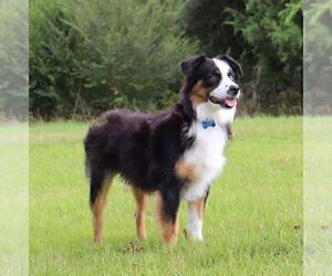 Mother of the Miniature Australian Shepherd puppies born on 09/03/2025