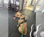 Small #1 Labrador Retriever Mix