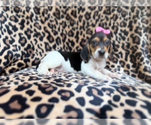 Medium Photo #5 Beagle Puppy For Sale in LAKELAND, FL, USA