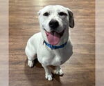 Small #2 American Bulldog